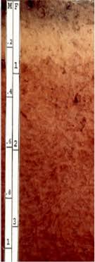 PEDOSFER merupakan lapisan paling atas dari permukaan bumi tempat berlangsungnya proses pemb Pedosfer (Lapisan Tanah)