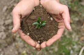 Soil