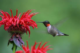 Image result for Ruby-throated Hummingbird Archilochuscolubris