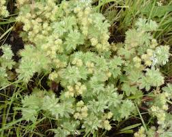 Image result for "Alchemilla holobasis"')