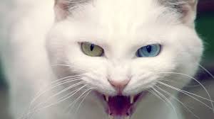 Image result for white cat