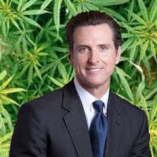 California Democrats Back Marijuana Legalization In Party Platform