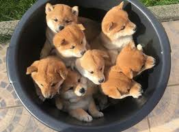 Image result for cute puppies
