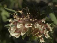 Anthyllis vulneraria ssp forondae