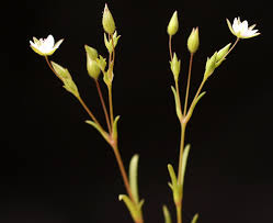 Minuartia hybrida (Vill.) Schischk. | Flora of Israel Online