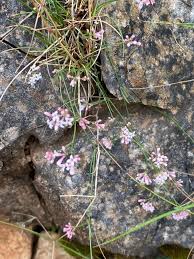 Asperula cynanchica L., Squinancywort (World flora) - Pl@ntNet ...