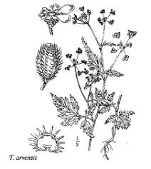 Sp. Torilis arvensis - florae.it