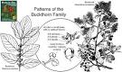 family rhamnaceae