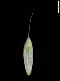 Bromus hordeaceus - Michigan Flora