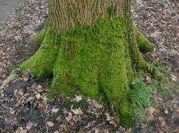 Image result for tree moss