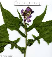 Cicerbita alpina - Database of the Czech flora and vegetation