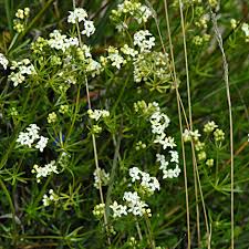 European Wild Plant: Galium anisophyllum