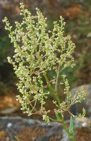Rumex tuberosus L. | Flora of Israel Online
