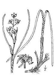 Plants Profile for Scheuchzeria palustris (rannoch-rush)
