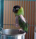 pictures of 2 parrots talking back to prozac