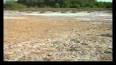 Video for "Kutch Island", GUJARAT, INDIA