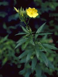 Oenothera parviflora (Northern evening-primrose) | Native Plants of ...