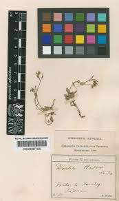 Draba dubia Suter | Plants of the World Online | Kew Science