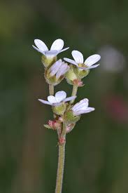 Saxifraga bulbifera, flora di Sardegna