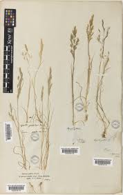 Agrostis pourretii Willd. | Plants of the World Online | Kew Science