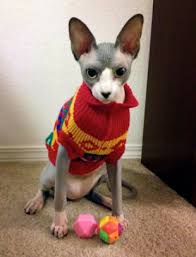 Image result for cats looking annoyed wearing christmas outfits