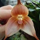 Orchide - : Vente en ligne d orchides et conseils d