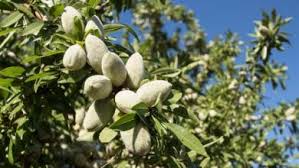 almond tree ile ilgili görsel sonucu