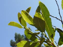 Salix atrocinerea Brot.