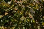 Species information: Euphorbia schimperiana var ... - Flora of Zambia