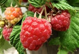Recall Alert: IQF Frozen Raspberries and Antioxidant Blend Pose Norovirus Risk