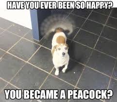 Memes Vault Happy Dog Memes via Relatably.com