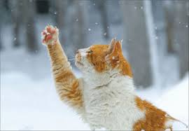 「猫雪積もる画像」の画像検索結果