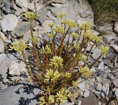 Natural hybrids in Sedum series Rupestria Berger (Crassulaceae): a ...