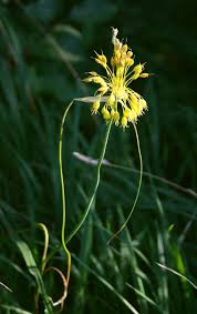 Allium flavum subsp. flavum - Wikipedia, la enciclopedia libre