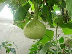 Lagenaria siceraria Bottle Gourd PFAF Plant Database