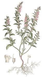 File:Odontites rubra Persoon - Flora regni Borussici vol. 2 - t. 79.png ...