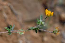 Media Hymenocarpus circinnatus B1 | Flora of Cyprus — a dynamic ...