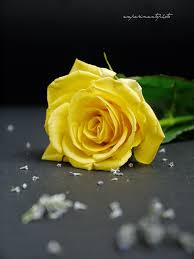 Resultado de imagen de que significa la expresion te han regalado una rosa amarilla