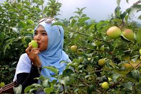 Hasil gambar untuk Wisata Kebun Apel di Kota Batu Malang