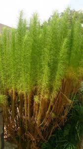 Artemisia scoparia - Useful Temperate Plants
