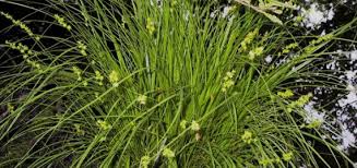 Carex elongata | BSBI Species Accounts
