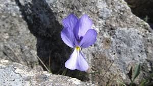 Viola corsica subsp. ilvensis - Wikispecies