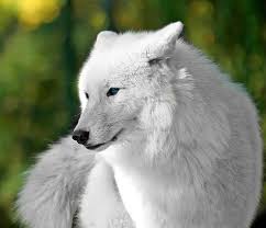 My Wolf Characters Looking For RP's. {I will make their bios once someone choses to have an RP with them} Images?q=tbn:ANd9GcShHd2EwZbv0QKQWORxPgNYtFHS2-XguT1H7E4uJO7xcULRleraXw