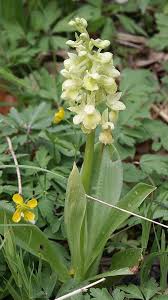 Orchis pallens - Wikipedia