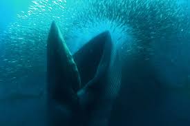 Image result for blue whales eating krill