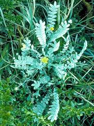 Potentilla L. | Plants of the World Online | Kew Science