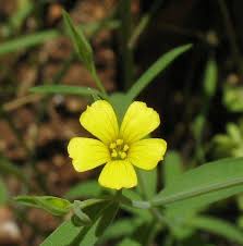 Linum trigynum (Southern Flax) : MaltaWildPlants.com - the online ...