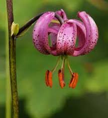 Lilium martagon Turk's Cap Lily, Martagon lily PFAF Plant Database