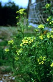 Barbarea verna Land Cress, Early yellowrocket PFAF Plant Database