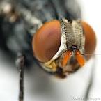 big fly